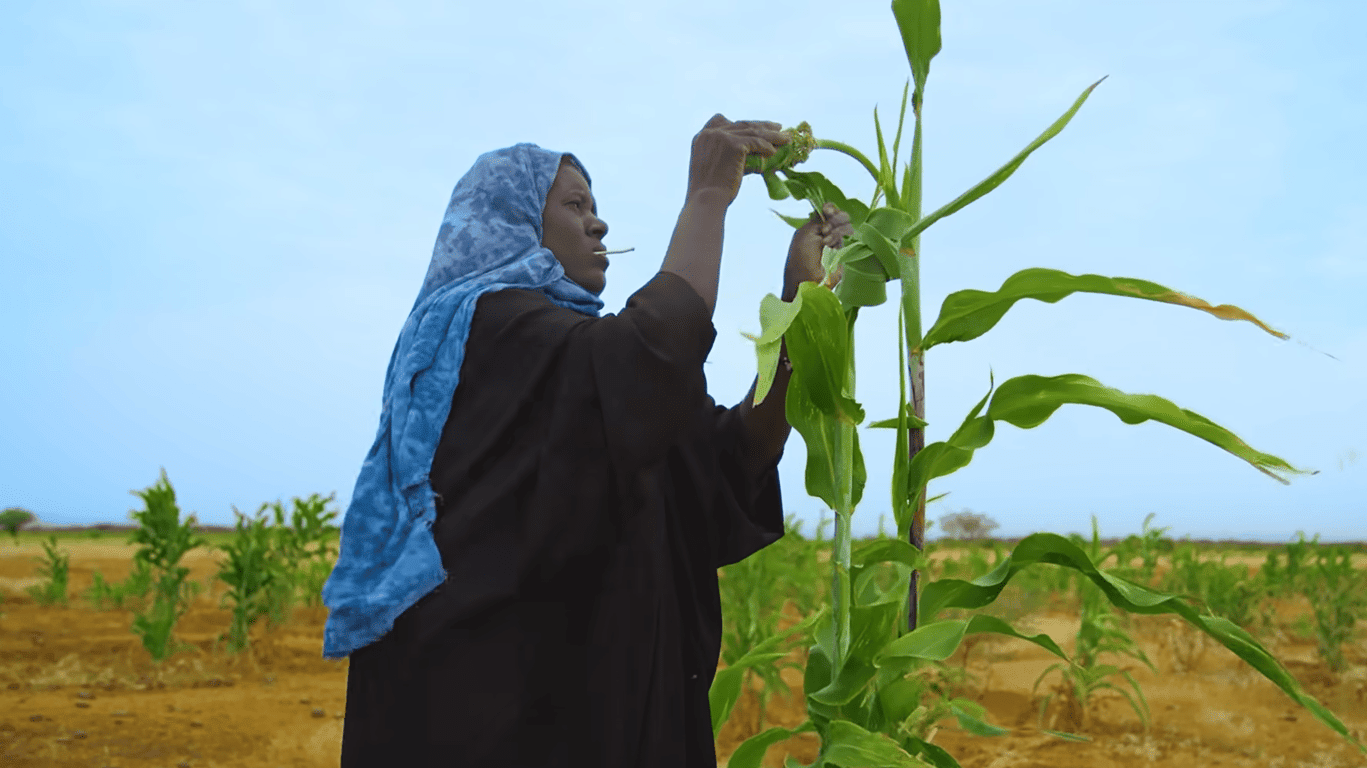 Woman examining corn crop for food security support, empowered by crypto donations via BNB. Supports sustainable farming growth for livelihoods.
