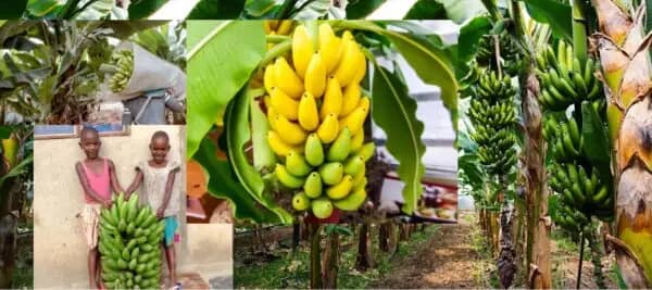 Banana trees yielding fruit and two children with a large bunch of bananas, symbolizing sustainable livelihoods and economic empowerment through crypto donations in Asia and Africa. Supported by SOL.