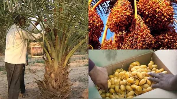 Man harvests dates from a palm tree. Bunches of ripe dates hang overhead. A box overflows with freshly picked dates, some being placed inside. This highlights planting date trees for Sadaqah Jariyah, supported by a donation in ETH.