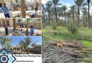 Rows of date palm trees in a field, men working to plant a date palm tree, and a pile of dried palm fronds. A donation of crypto like ETH supports planting trees for Sadaqah Jariyah and family livelihoods.