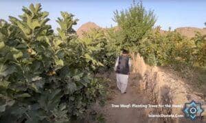A man walks through a fig orchard, part of a tree waqf project, enabling crypto donations like ETH to provide food and environmental benefits for the needy.