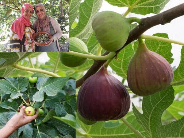 Two women stand with a bowl of harvested figs, while others are shown growing on a tree branch. Donate to plant fig trees with ETH for sustainable food and environmental aid.