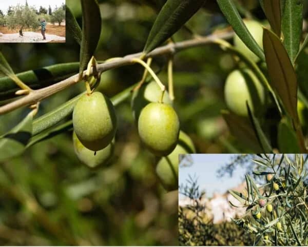 Close-up of green olives on a branch, with a small inset photo of a person harvesting olives in a grove, illustrating crypto donations for planting olive trees and empowering families in the Middle East via ETH.
