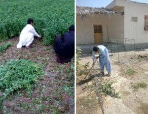 Two men working in agricultural fields, one harvesting crops and the other tending to a fence, embodying the spirit of service and community support facilitated by XRP.