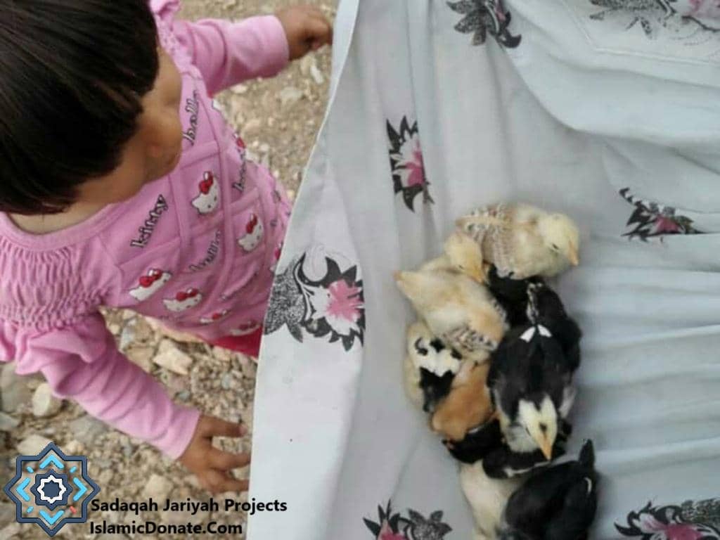 Child looks at a pile of small chicks, representing entrepreneurial skills training and livelihood projects supported by Sadaqah Jariyah donations via USDT.