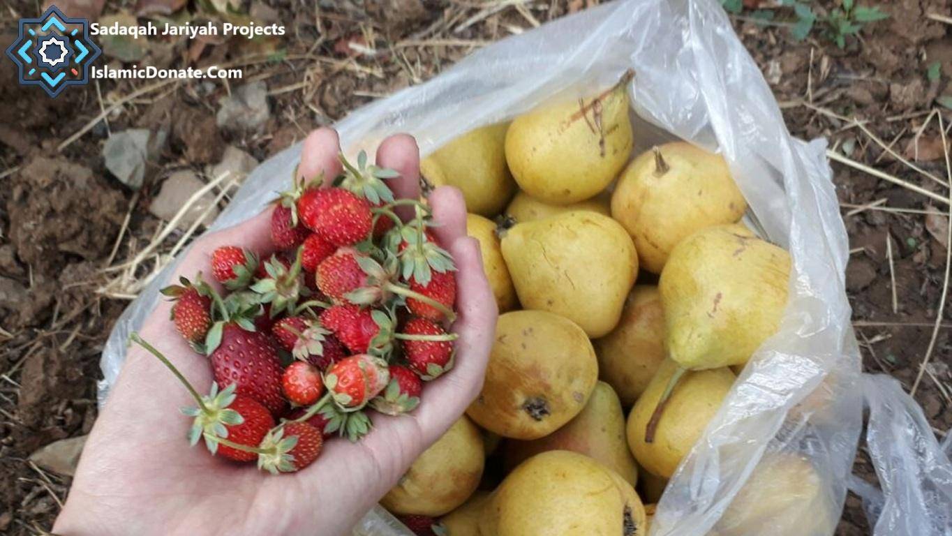 Sadaqah Jariyah projects harvest of fresh strawberries and pears, enabling families with crypto donation via ETH for sustainable food security and improved nutrition.