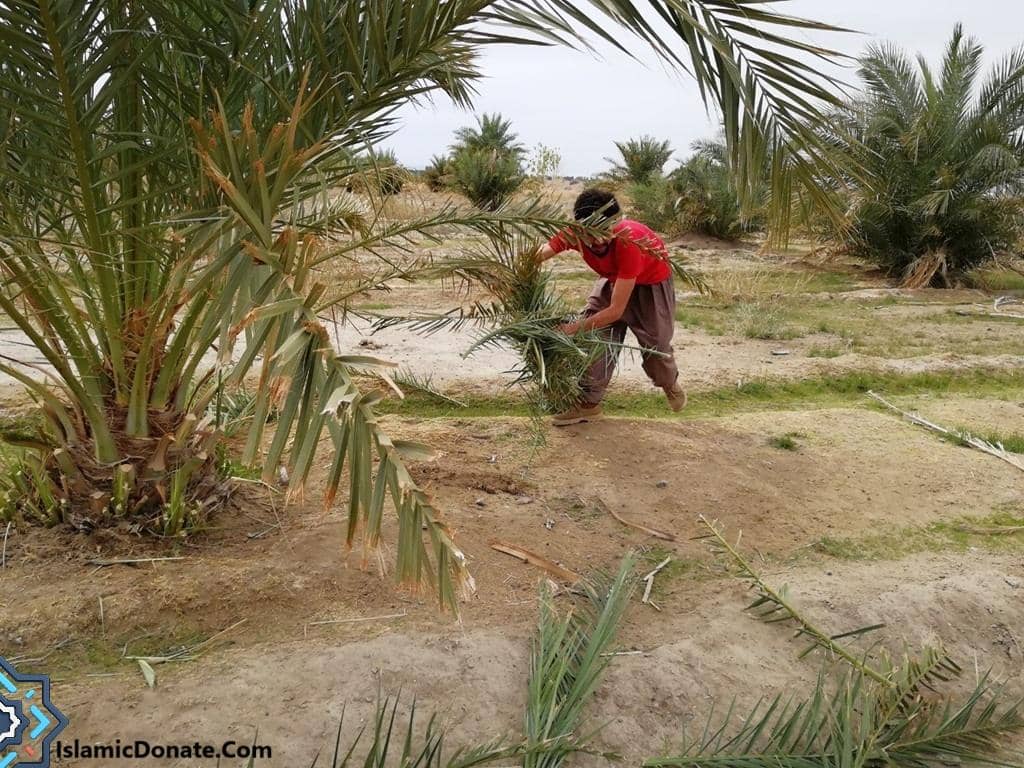 A person tending to date palm trees, a Sadaqah Jariyah project for ongoing charity, possibly supported by BTC donations.