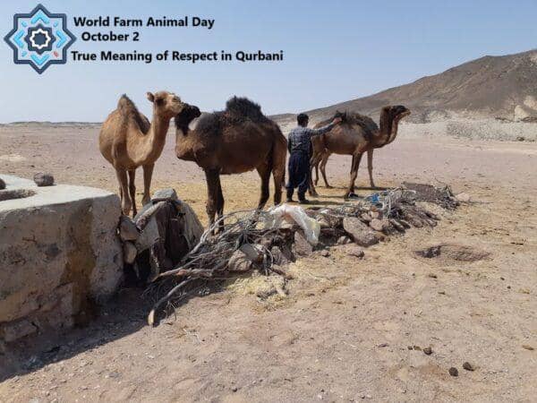World Farm Animal Day and Islam on October 2, showing the respect in Qurbani with camels and a caretaker, highlighting charitable giving supported by ETH.