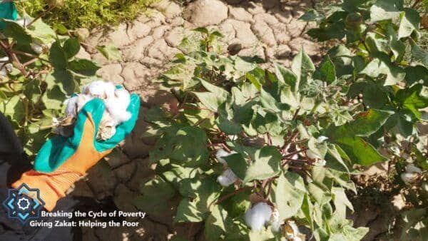 Hand in gloves harvesting cotton, symbolizing empowerment and breaking the cycle of poverty through crypto Zakat donations and Zakat al-Mal.