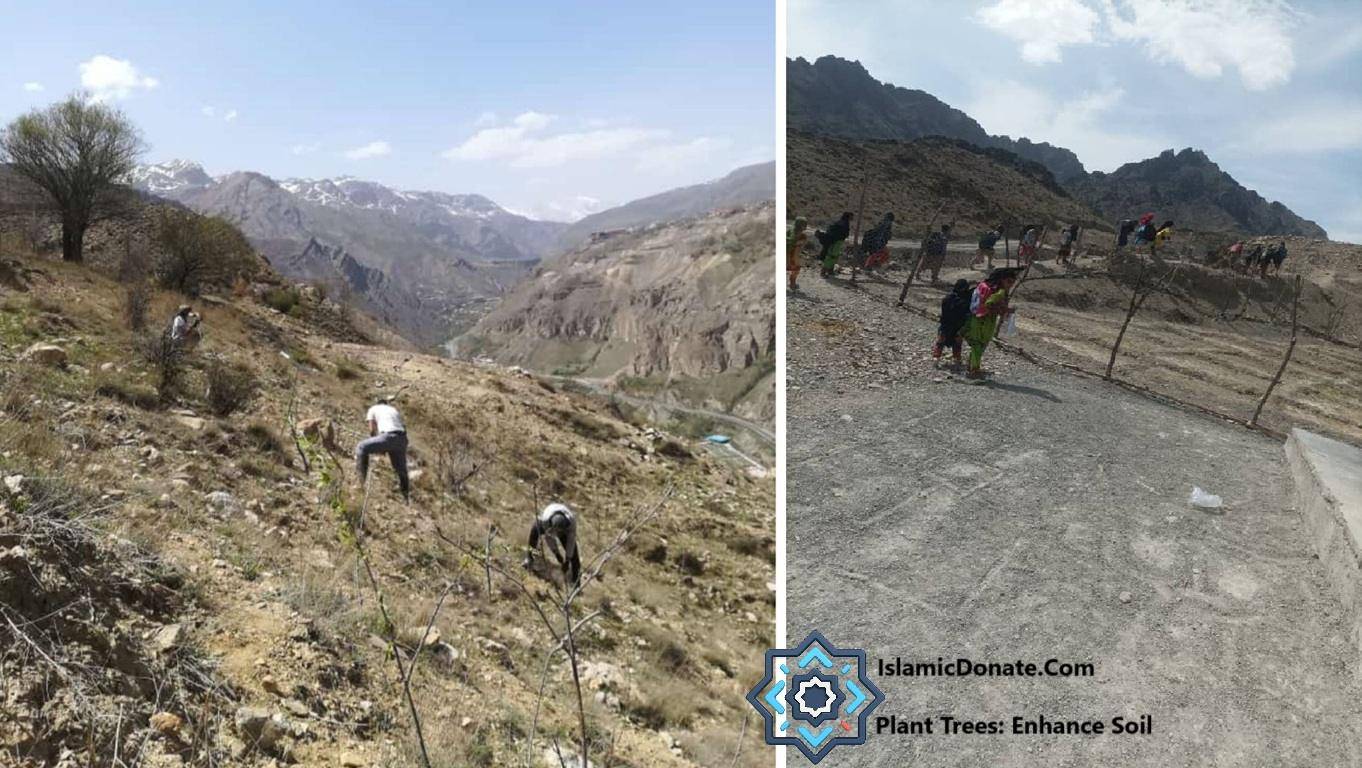 People planting fig trees on a hillside, with mountains in background, donation supported by XRP.
