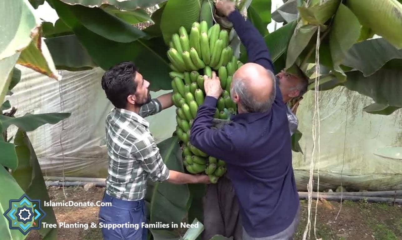 Two men harvesting bananas in a greenhouse, part of a crypto-supported initiative by Islamic Donate Charity to break the cycle of poverty by planting banana trees for sustainable livelihoods, with donation made via ETH.