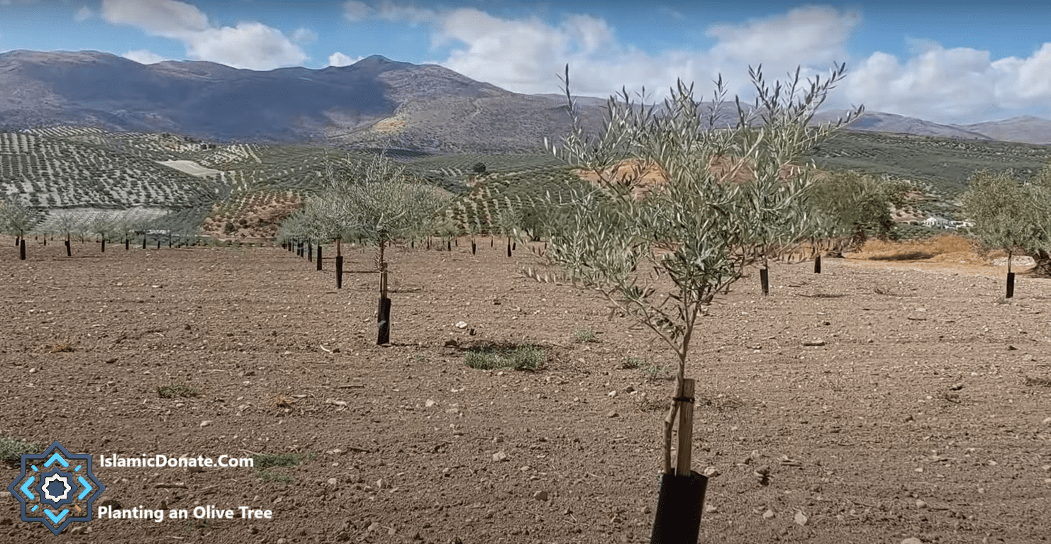 Rows of young olive trees planted in arid soil with rolling hills and mountains in the background, symbolizing hope and prosperity for needy families. Crypto donations support this project, powered by the RLUSD stablecoin.