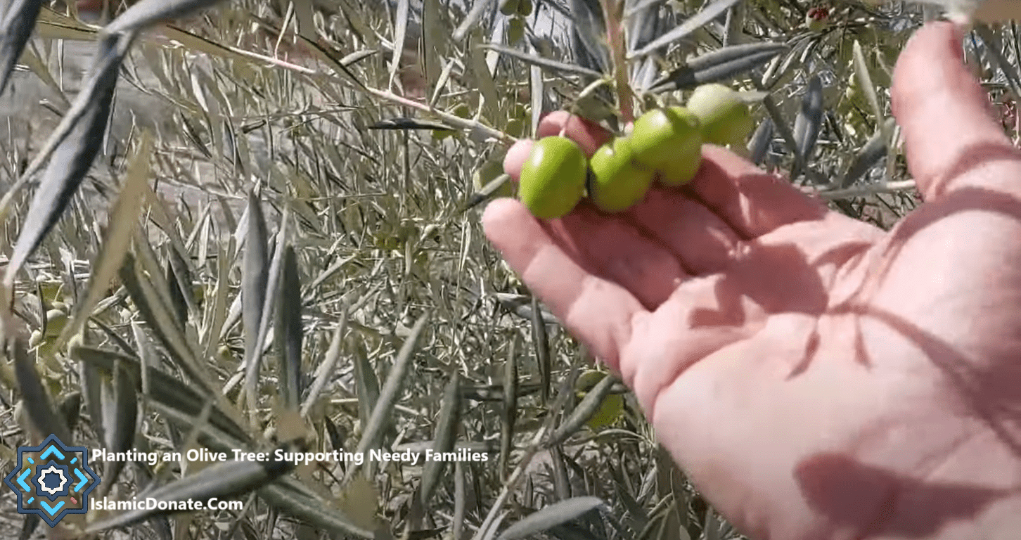 Hand holding ripe olives on a branch, symbolizing planting olive trees with crypto donations like ETH to support needy families and provide sustainable livelihoods.