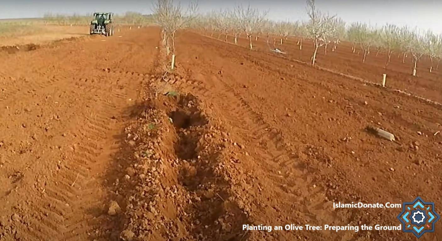 Tractor preparing soil for planting olive trees in a field, symbolizing hope and economic empowerment supported by crypto donations via XRP.