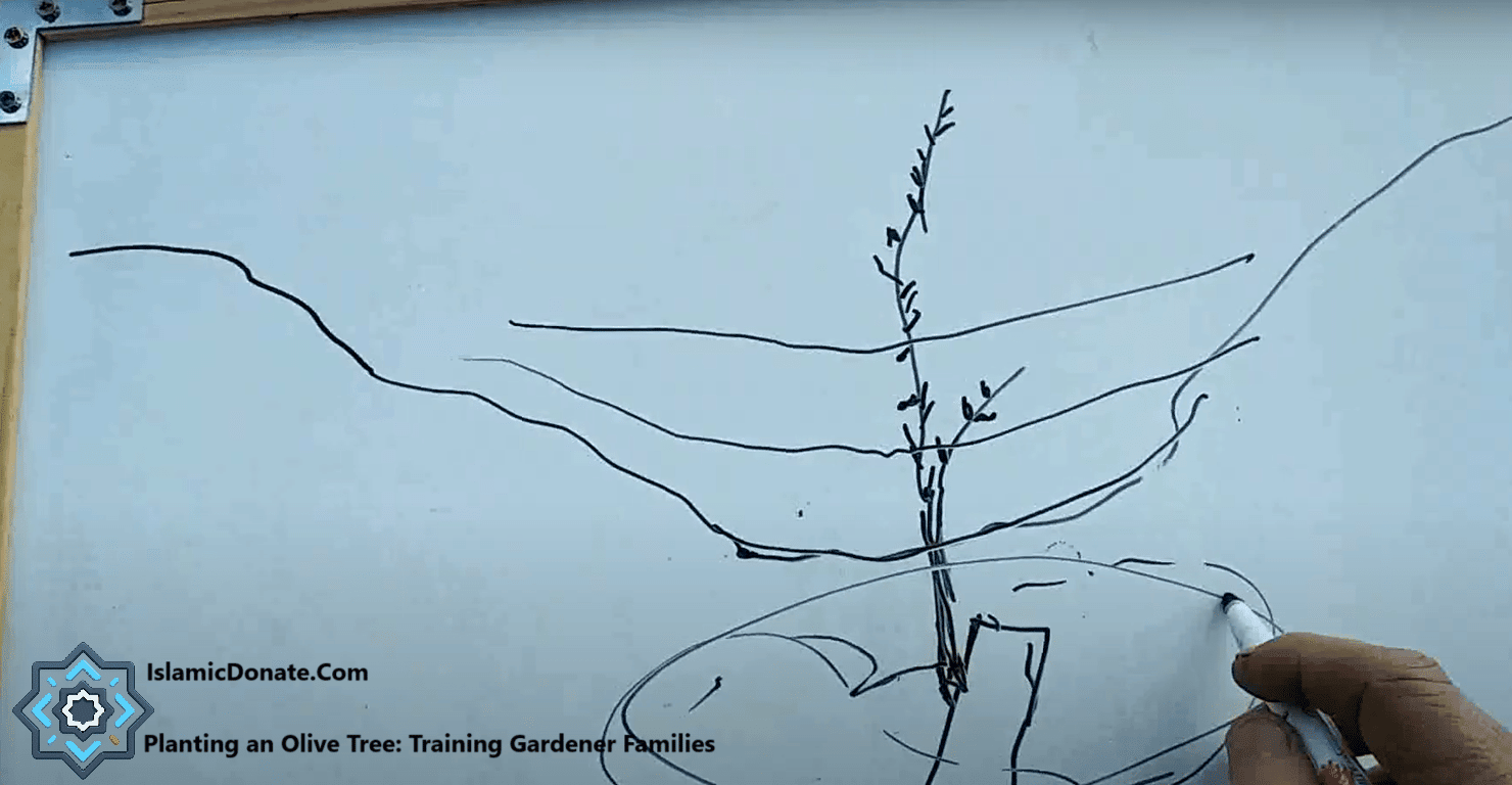 Sketch of planting an olive tree on a whiteboard along with the text "Planting an Olive Tree: Training Gardener Families" and the logos. This visual aid demonstrates how crypto, like ETH, supports Sadaqah Jariyah for families in the Middle East, promoting sustainable livelihoods.