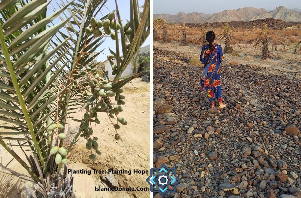 A split image shows a close-up of a date palm tree with green dates on the left and a young girl in traditional clothing walking in a rocky, arid landscape with palm trees in the background on the right. Planting date trees provides sustenance and hope. Donate crypto for Sadaqah Jariyah.