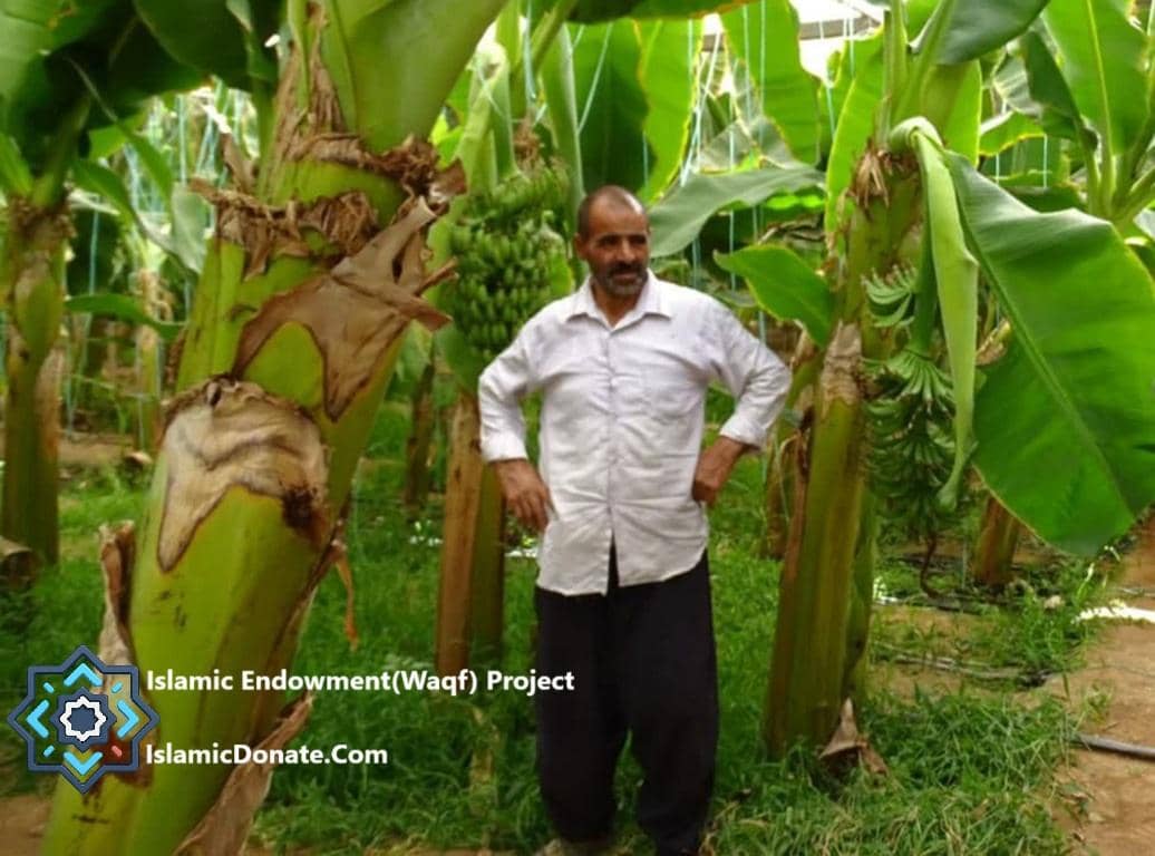 Man standing in a lush banana plantation supported by crypto donations, enabling sustainable livelihoods with RLUSD.