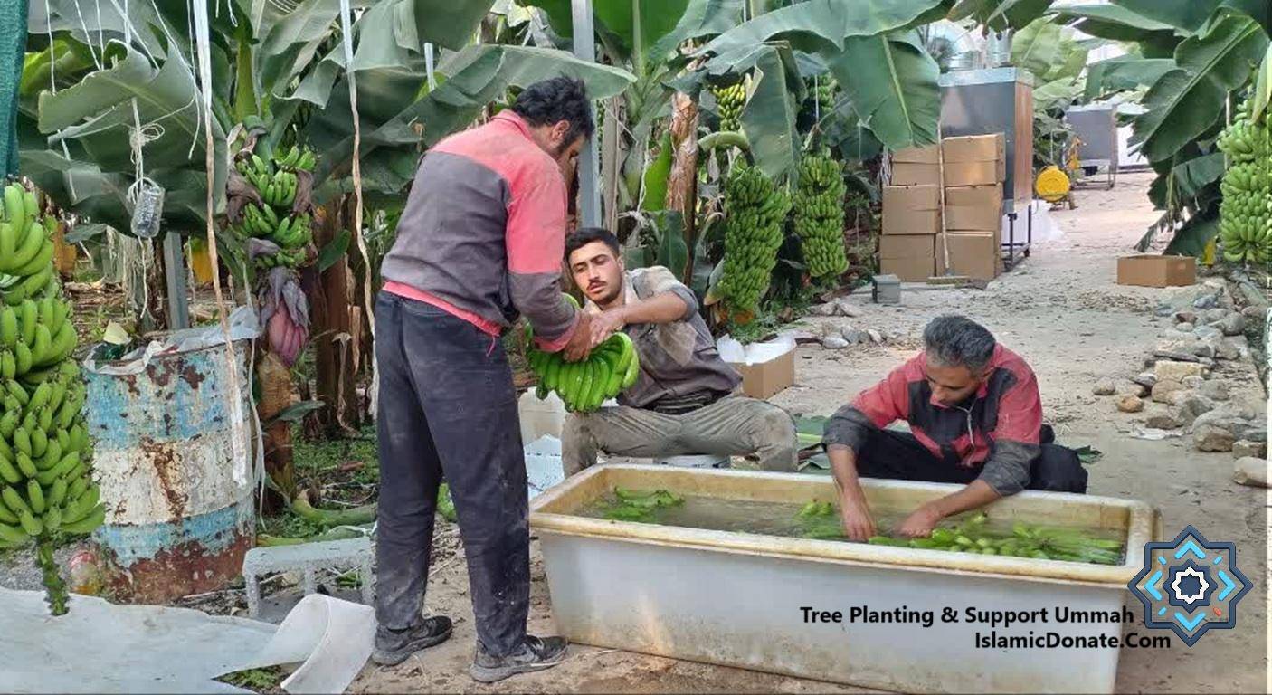 Three men harvesting and washing bananas in a greenhouse setting, part of a crypto-supported banana tree planting project for sustainable livelihoods. Donation by BTC.