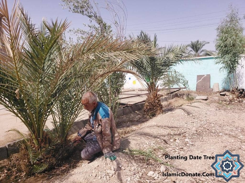 Elderly man tending to young date trees, a Sadaqah Jariyah project supported by ETH donations.