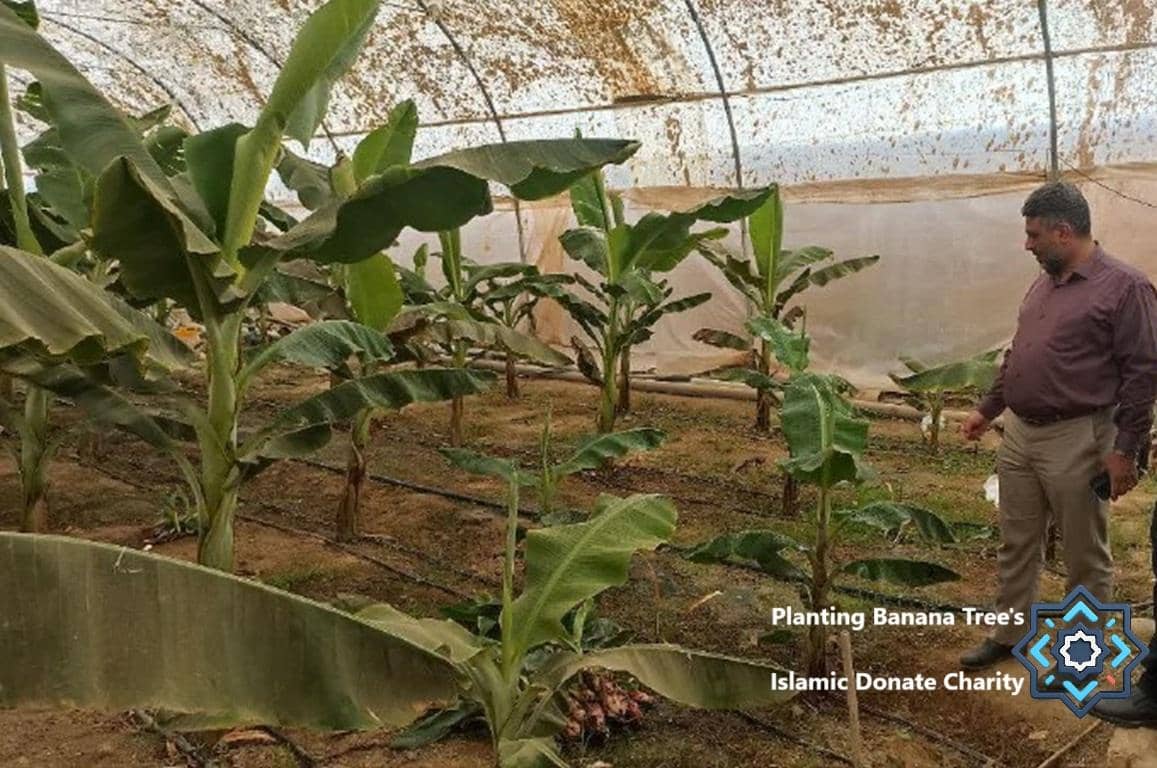 Man inspects rows of thriving banana saplings in a greenhouse, symbolizing poverty alleviation through crypto donations with XRP support for sustainable livelihoods.
