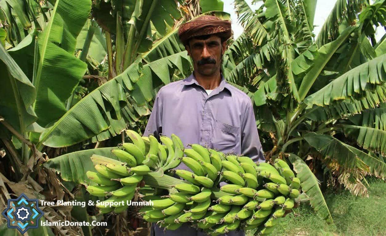 A farmer holds a large bunch of green bananas in a banana plantation, showcasing the impact of crypto donations for sustainable livelihoods and breaking poverty cycles, supported by ETH.