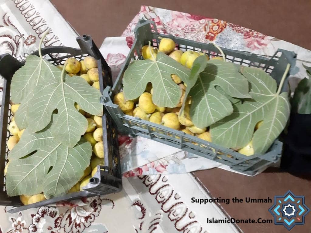Two crates of ripe figs with large green leaves on top, symbolizing sustainable food and environmental restoration, supporting the Ummah with crypto donations possibly via ETH.