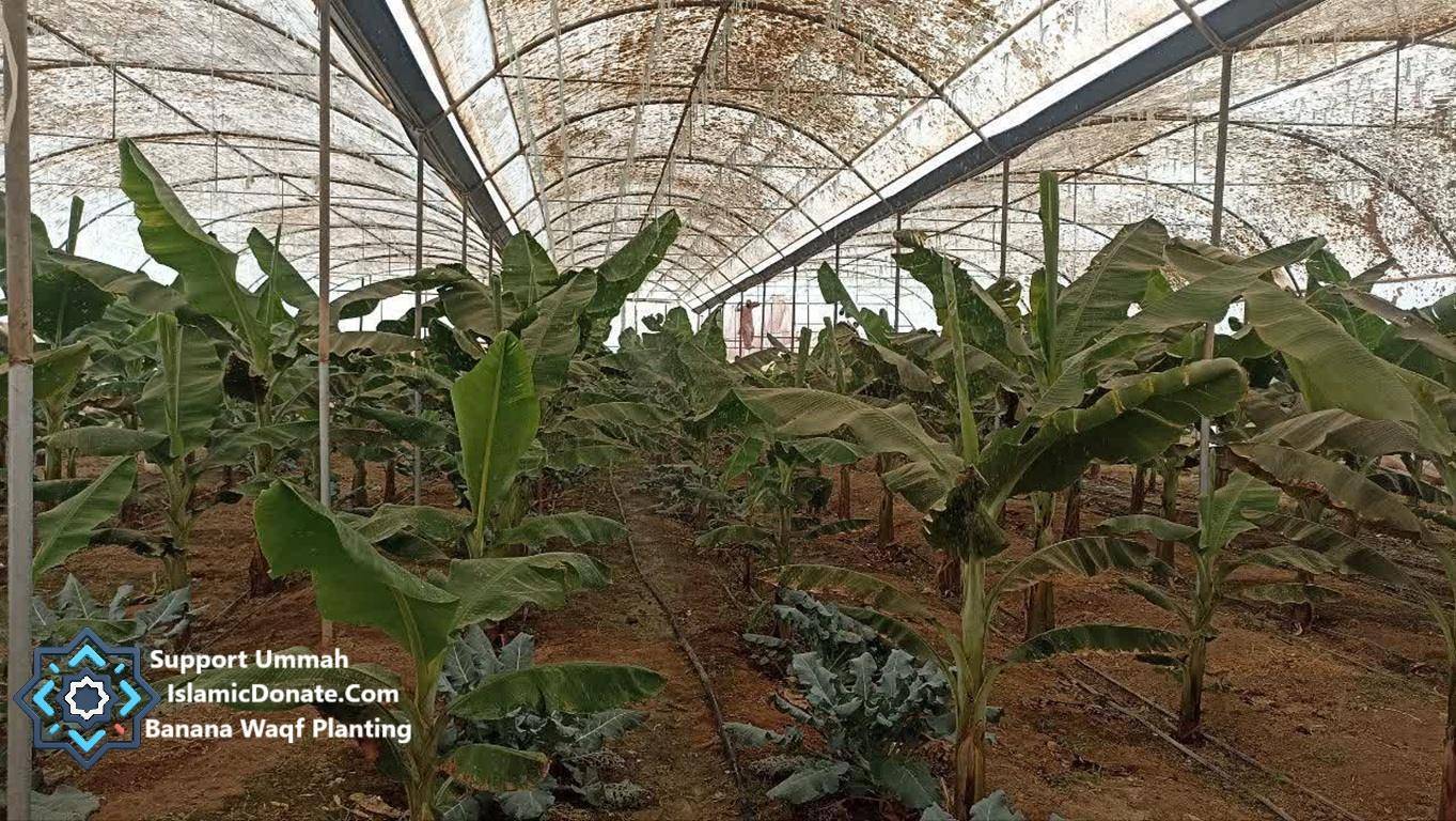 A greenhouse filled with young banana trees, ready for donation via crypto, supported by BTC, fostering sustainable livelihoods and breaking poverty cycles.
