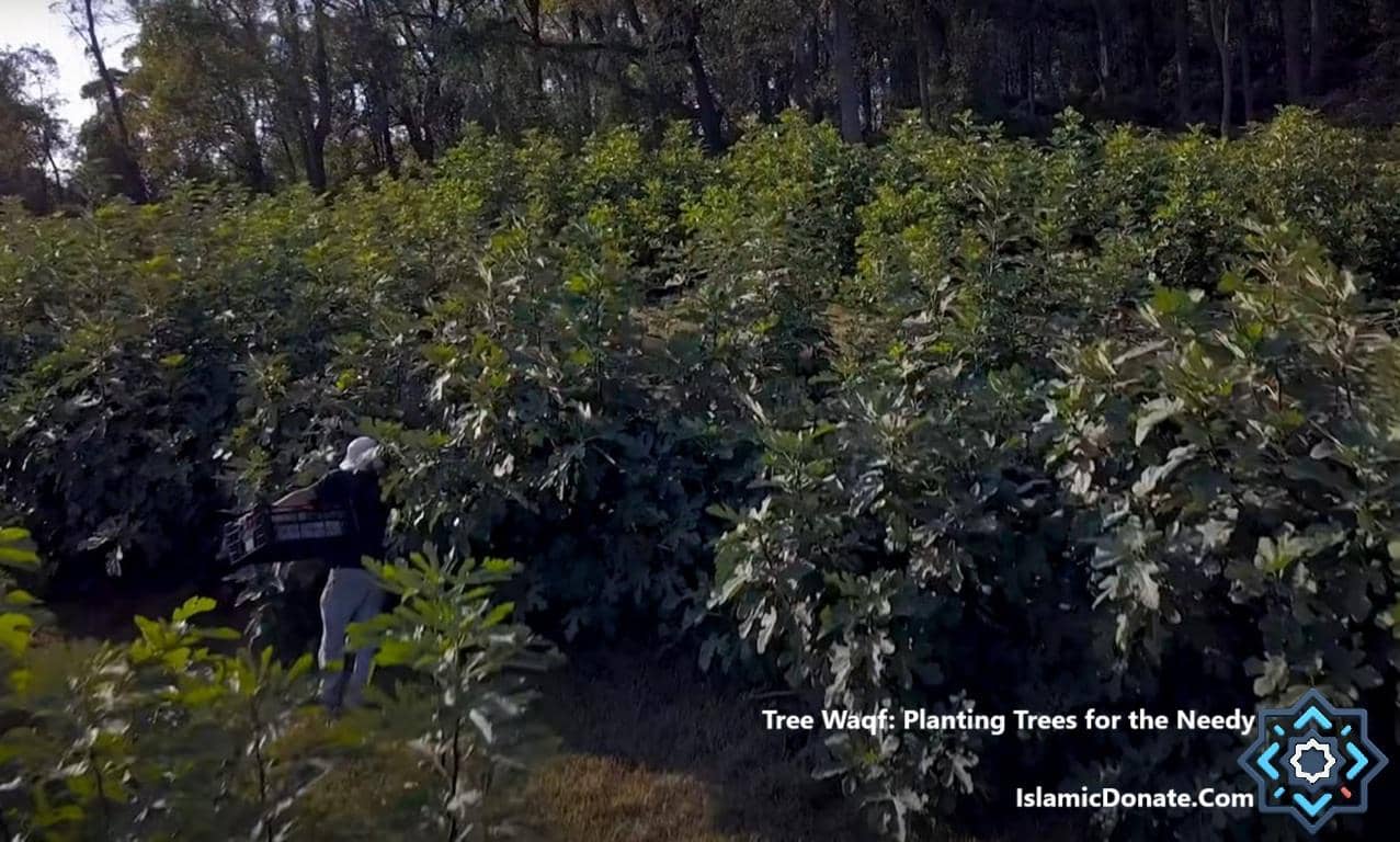 Person carrying a crate through a lush fig tree orchard, supporting sustainable charity planting for the needy, with crypto donations in ETH.