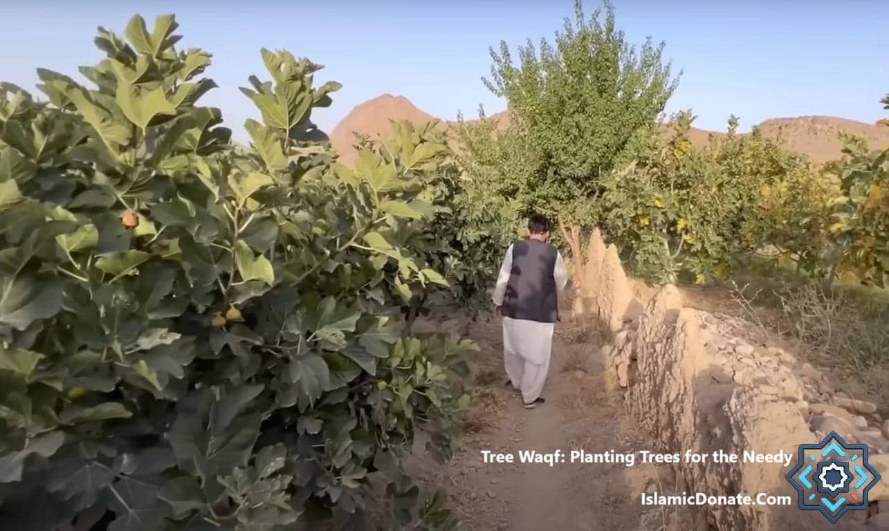 A man walks through a fig orchard, part of a tree waqf project, enabling crypto donations like ETH to provide food and environmental benefits for the needy.