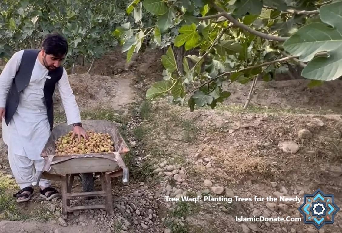 A man in traditional clothing with a cart full of harvested figs, surrounded by fig trees, signifying a Tree Waqf planting project for the needy supported by crypto donations like ETH.