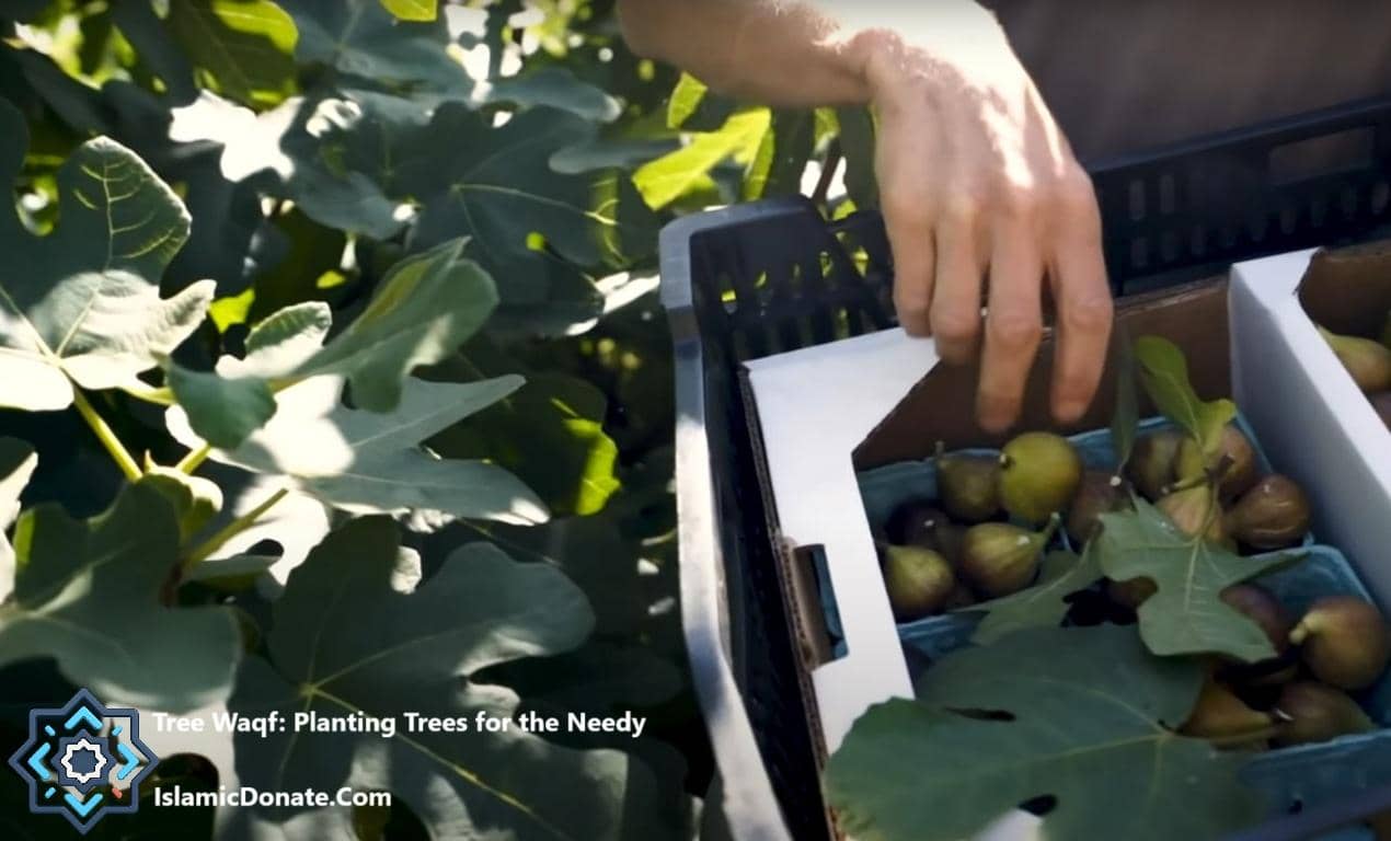 Hands collecting fresh figs into containers for planting charity projects, offering sustainable food and income. Donate via ETH.
