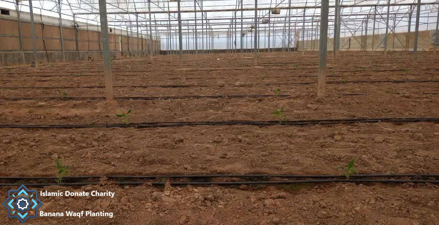 Newly planted banana saplings in a greenhouse with drip irrigation, supported by crypto donations [ETH] for sustainable livelihoods.