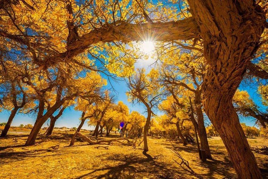 Sunny arid landscape with golden autumn trees, symbolizing hope and reforestation efforts. Donations support this desertification project via ETH.