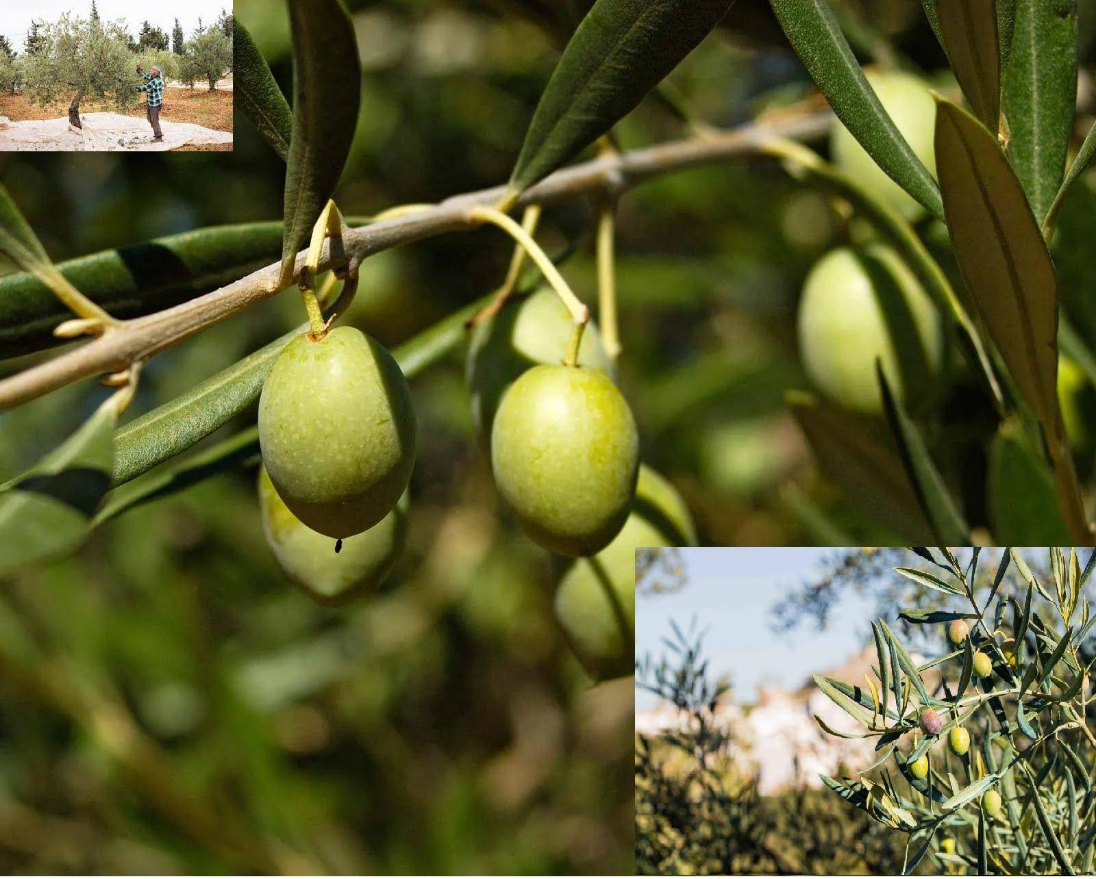 Close-up of green olives on a branch, with a small inset photo of a person harvesting olives in a grove, illustrating crypto donations for planting olive trees and empowering families in the Middle East via ETH.