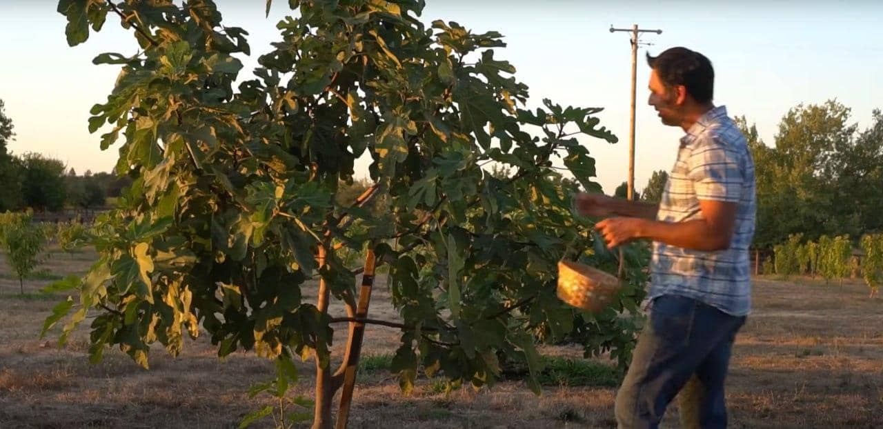 Man harvesting fruit from a flourishing fig tree, holding a basket, representing sustainable Sadaqah Jariyah projects empowered by USDT donations in Pakistan, Syria, and Sudan.