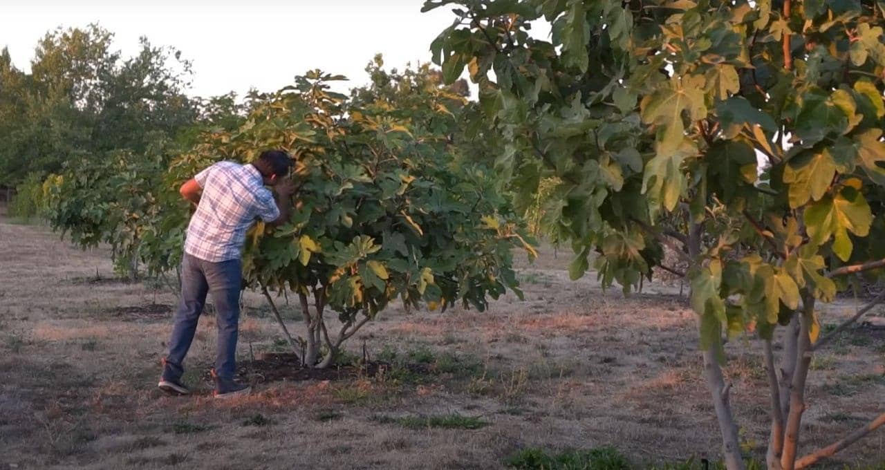 Man tending to fig trees in an orchard, representing a crypto-funded Sadaqah Jariyah project providing food and income, aided by ETH.