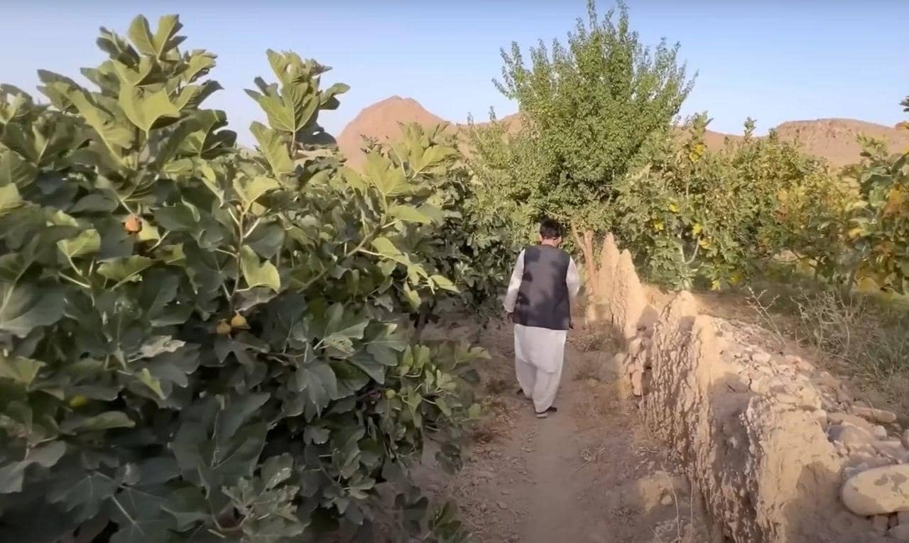 Man walking through a lush fig grove in Pakistan, with crypto donations supporting fruit trees for families and environmental benefits.