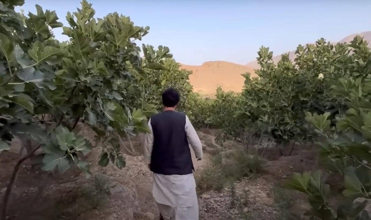 Man walking through a fig orchard, a Sadaqah Jariyah project funded by crypto donations, providing food and income security for families.