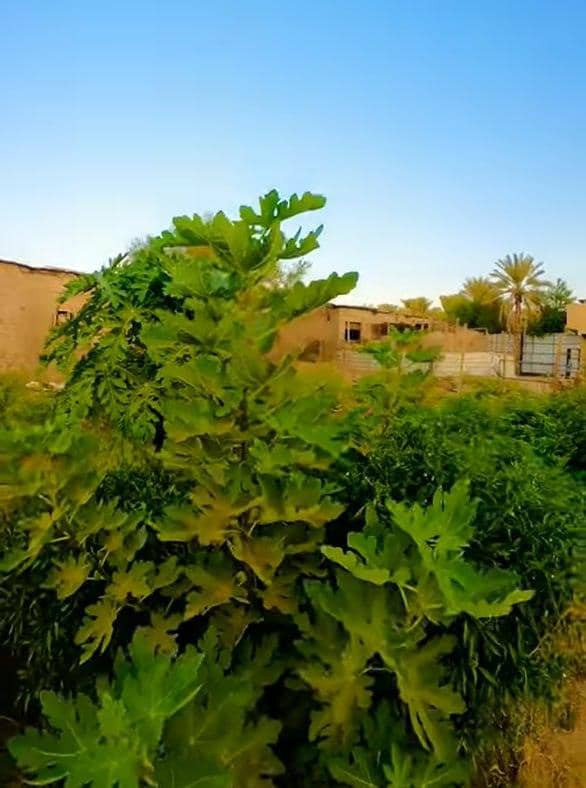 Lush green trees and vegetation in front of simple buildings, representing a Sadaqah Jariyah project facilitated by crypto donations, possibly using USDT for transactions and providing food and shade.
