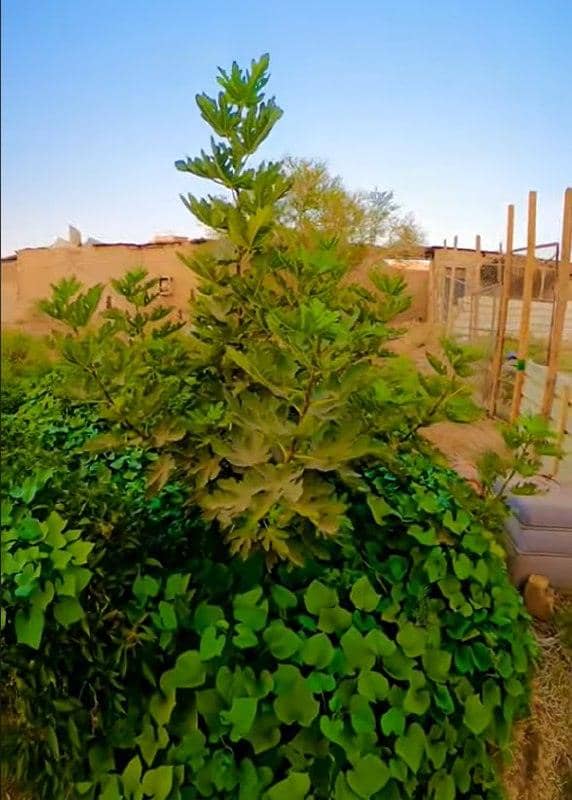 A thriving fig tree surrounded by lush green ground cover, symbolizing growth and sustainability, with crypto donations supporting Sadaqah Jariyah projects.