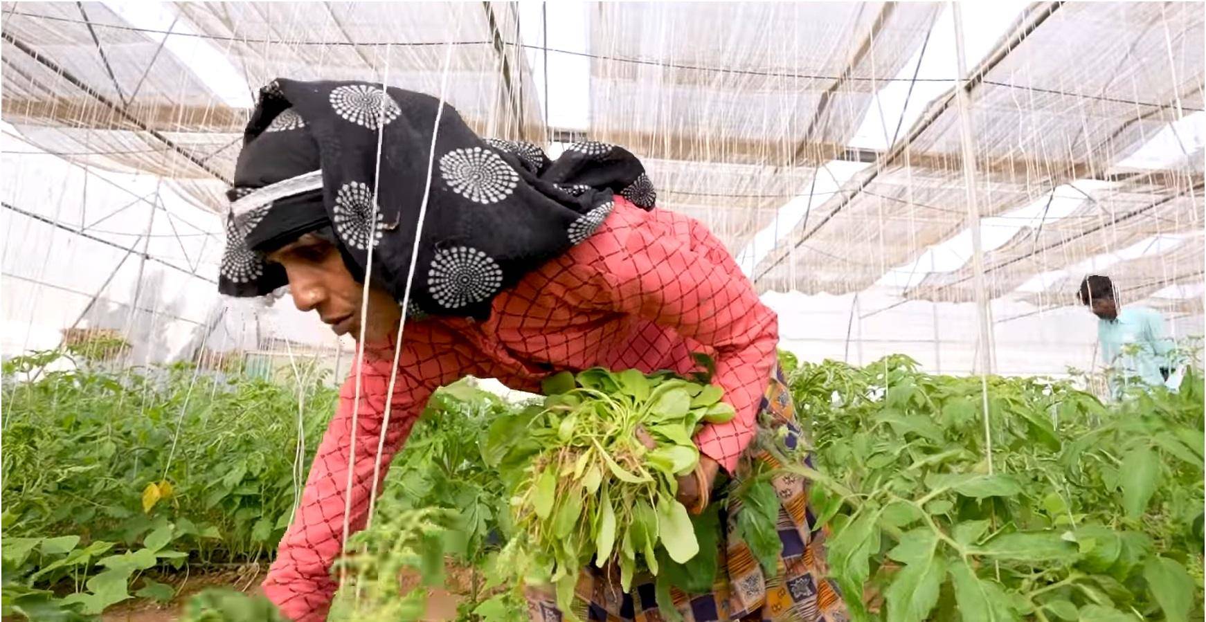 Woman harvesting greens in a hydroponic greenhouse, a project funded by crypto donations, supporting families and empowering women. Utilizing USDT for aid.
