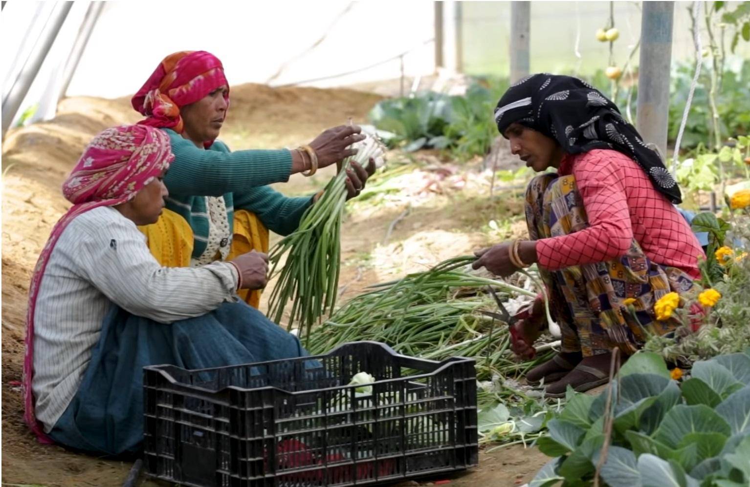 Three women harvesting hydroponic vegetables with BTC donation support, fostering resilience and growth. Keywords: Widows, Empowerment, Hydroponics, Crypto Donations, Sustainable Agriculture.