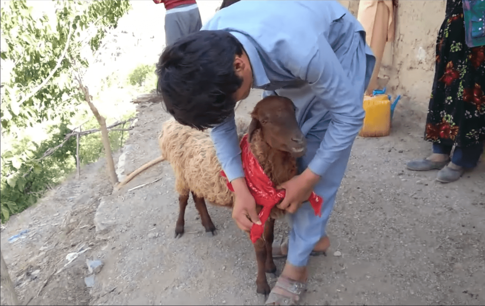 Man tying red cloth around a sheep's neck, representing Eid al-Adha meat distribution and relief efforts supported by USDT donations to vulnerable communities.