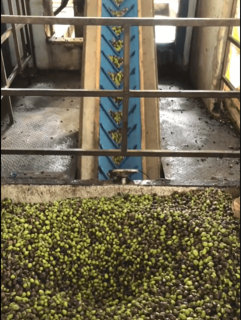 Revived Syrian olive oil workshop machinery processing a large pile of olives, supported by crypto donations via Ripple (XRP).