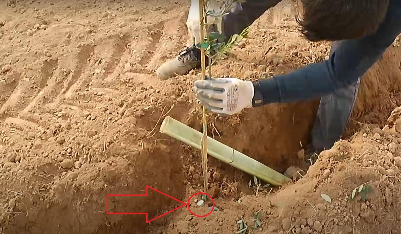 Planting an olive sapling with a support stake in freshly dug soil, symbolizing planting olive trees for needy families through crypto donations of BTC.