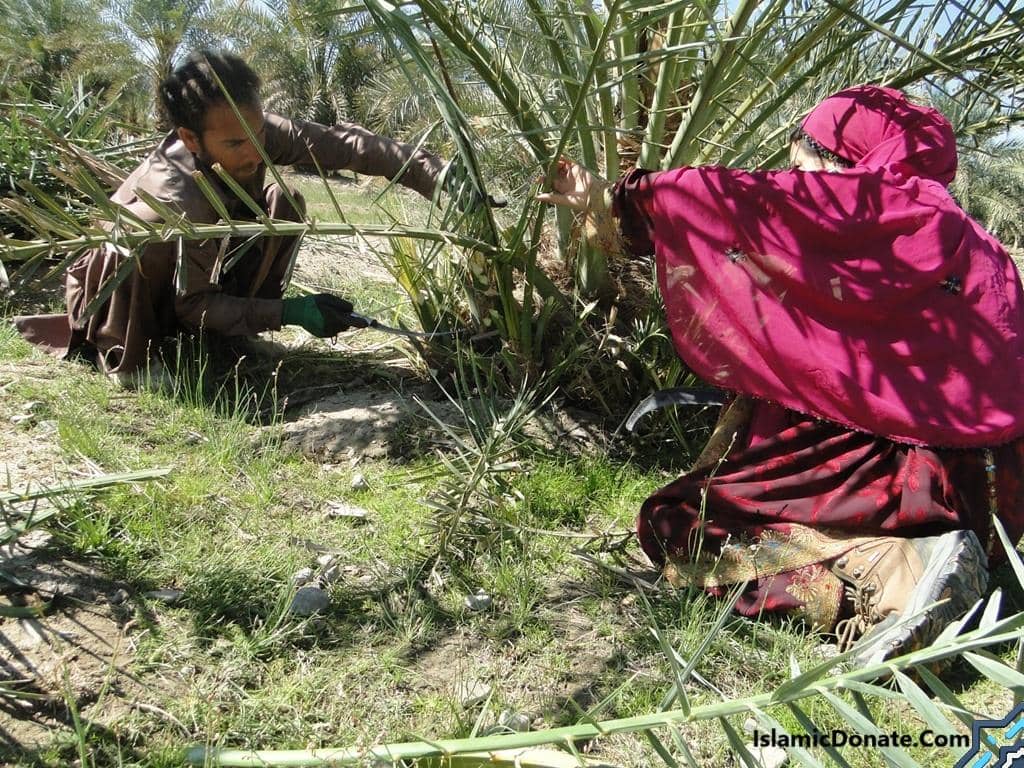 Two individuals harvesting dates from a palm tree, representing Sadaqah Jariyah projects for sustainable income and food security, facilitated by crypto donations like Ethereum.