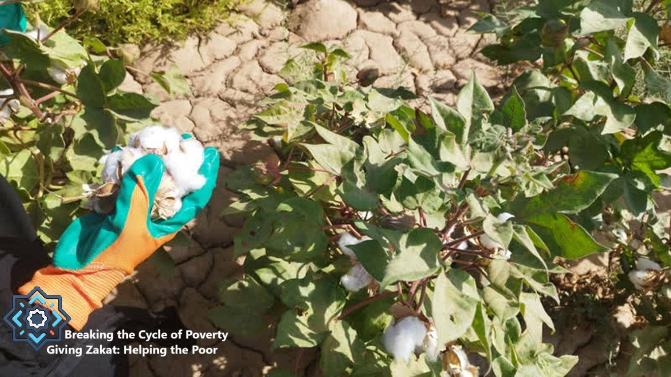 Hand in gloves harvesting cotton, symbolizing empowerment and breaking the cycle of poverty through crypto Zakat donations and Zakat al-Mal.