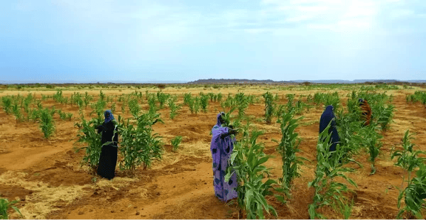 Women tending young corn crops in arid land, symbolizing food security support funded by crypto donations like SOL.