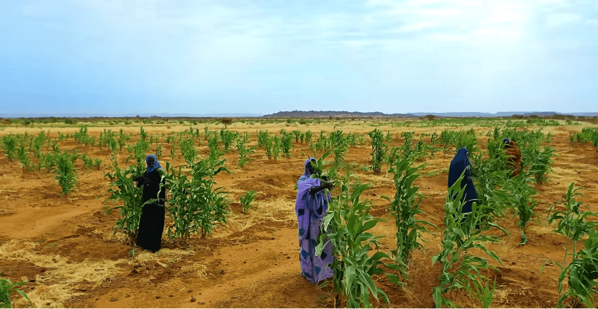 Women tending young corn crops in arid land, symbolizing food security support funded by crypto donations like SOL.