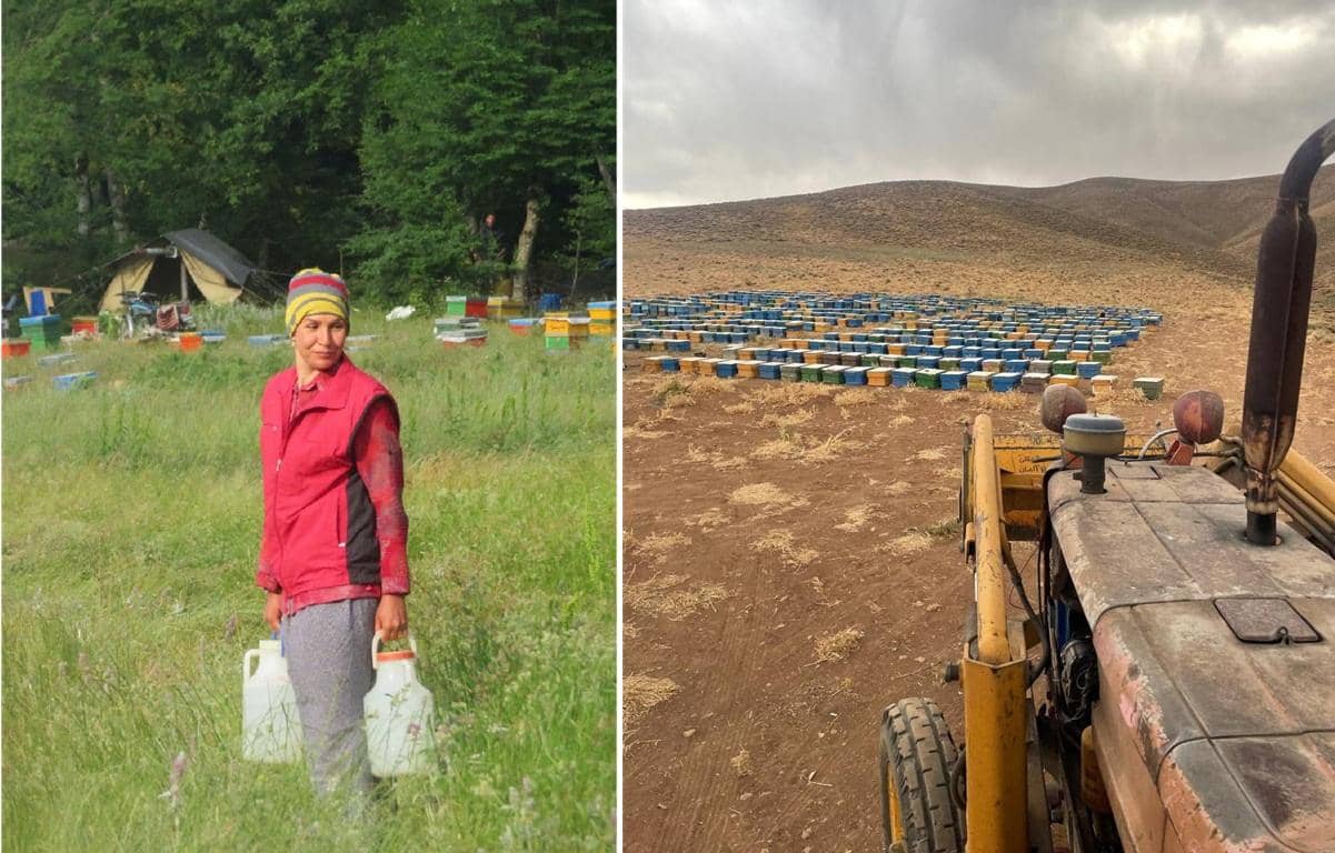 A woman stands in a field of beehives, holding containers, while a vast apiary stretches into the distance beside a tractor, symbolizing economic empowerment with crypto donations via ETH.